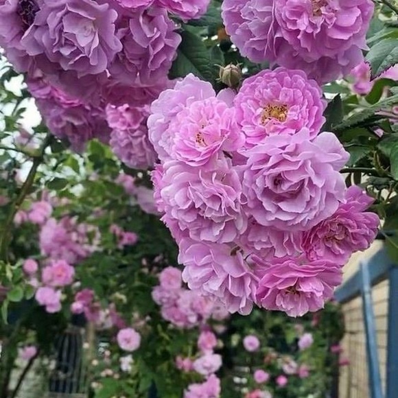 Welcome Thx for stopping by - Picture 6 of 12